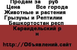 Продам за 50 руб. › Цена ­ 50 - Все города Животные и растения » Грызуны и Рептилии   . Башкортостан респ.,Караидельский р-н